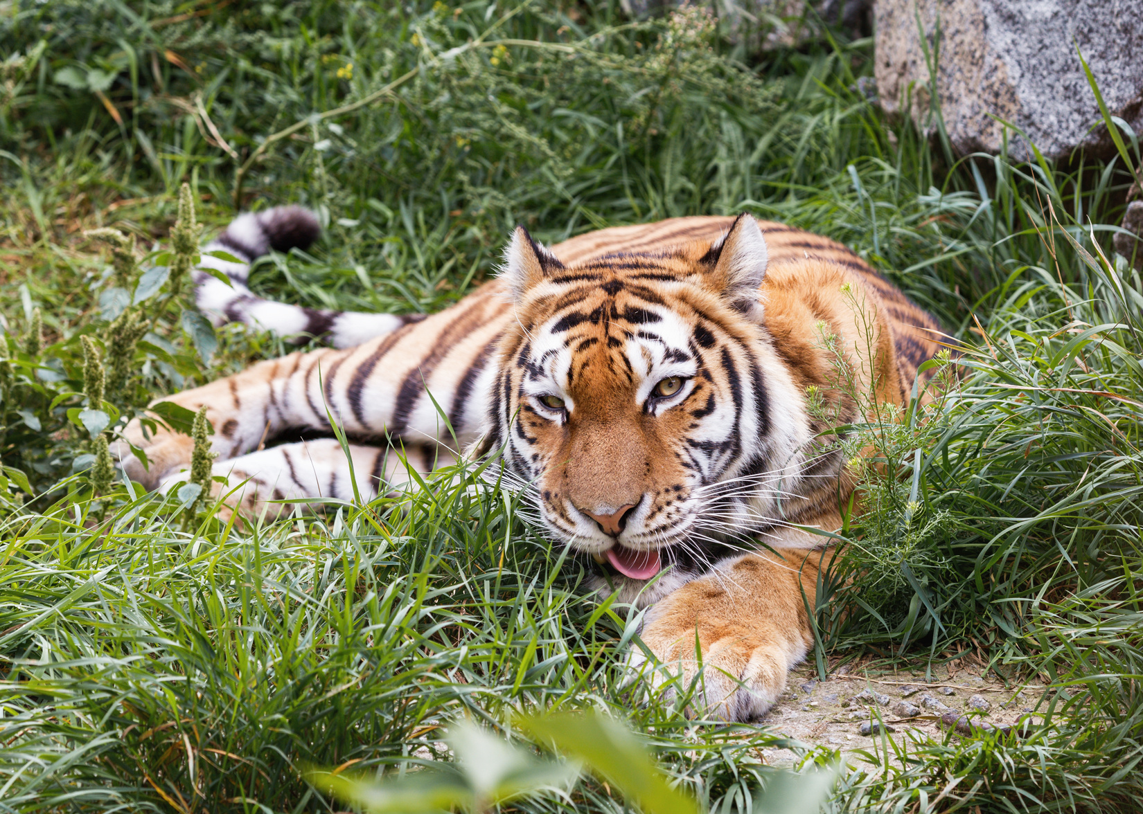 Тигр на отдыхе. Фото: Олег Богданов