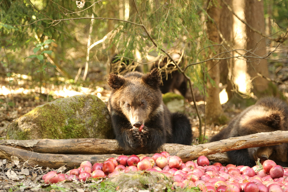 Нажировочный период. Фото: Центр выращивания медвежат-сирот