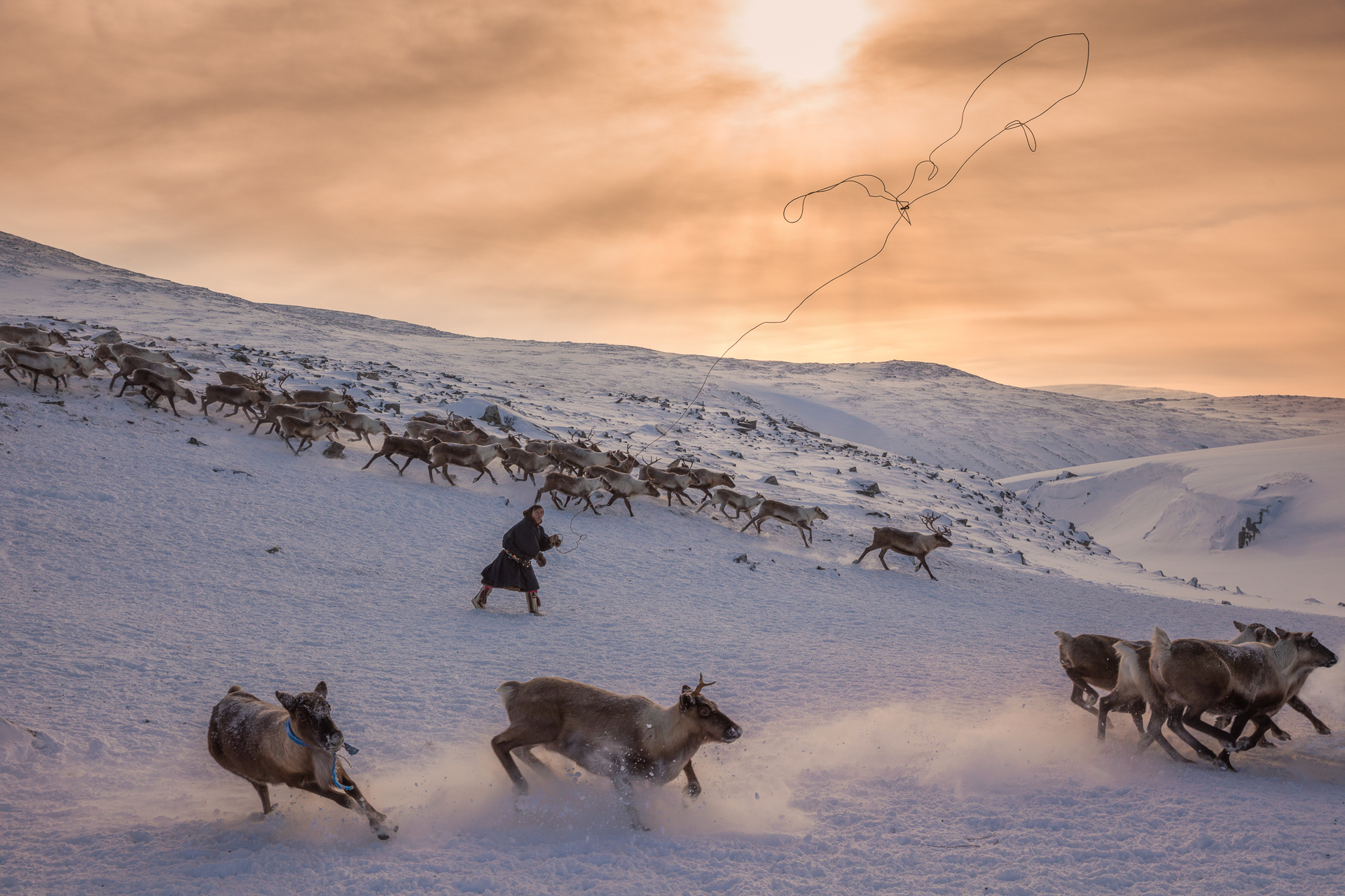 Ловля оленей для упряжки. Фото: Дмитрий Архипов, участник конкурса РГО 