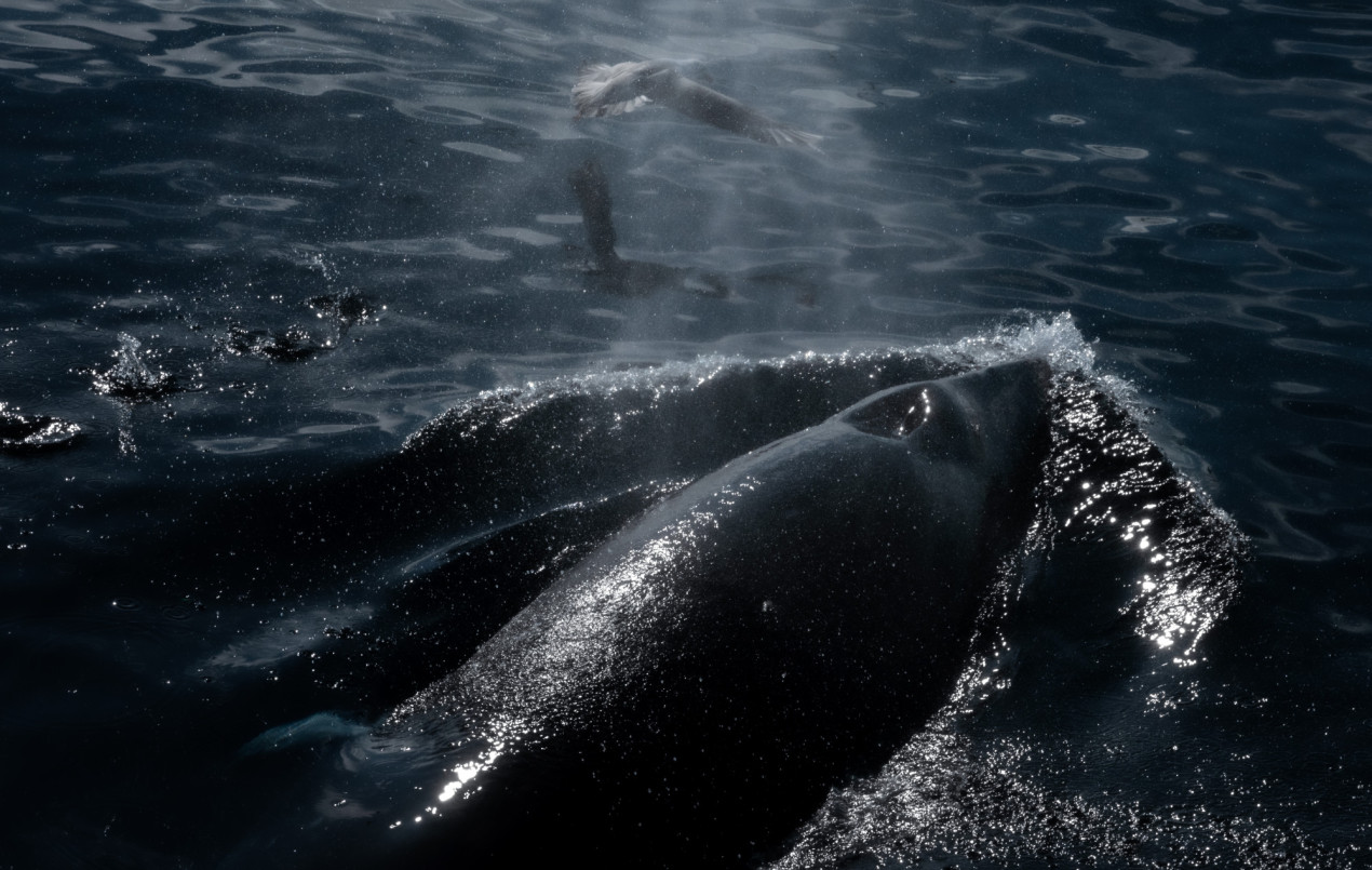 Дыхание сейвала. Фото: Роман Скосарев, участник конкурса РГО 