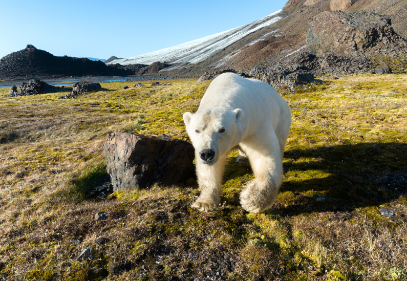 Белый медведь в национальном парке "Русская Арктика". Фото: Андрей Паршин, участник конкурса РГО "Самая красивая страна"