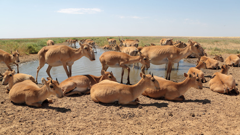 У водопоя. Фото: Евгений Полонский, участник конкурса РГО «Самая красивая страна»