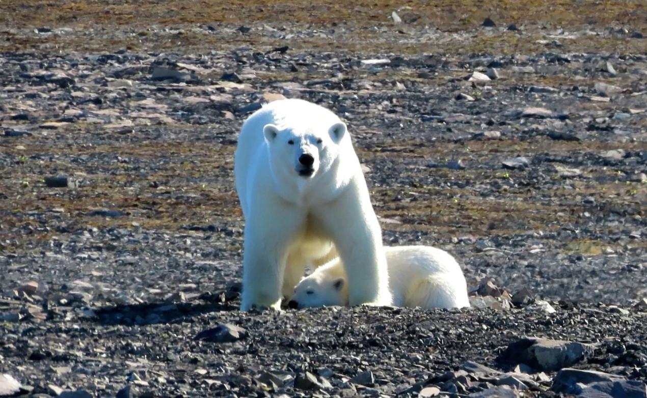 Guests of the polar station. Photo: Andrey Paramzin / Krasnoyarsk Regional Branch of the RGS