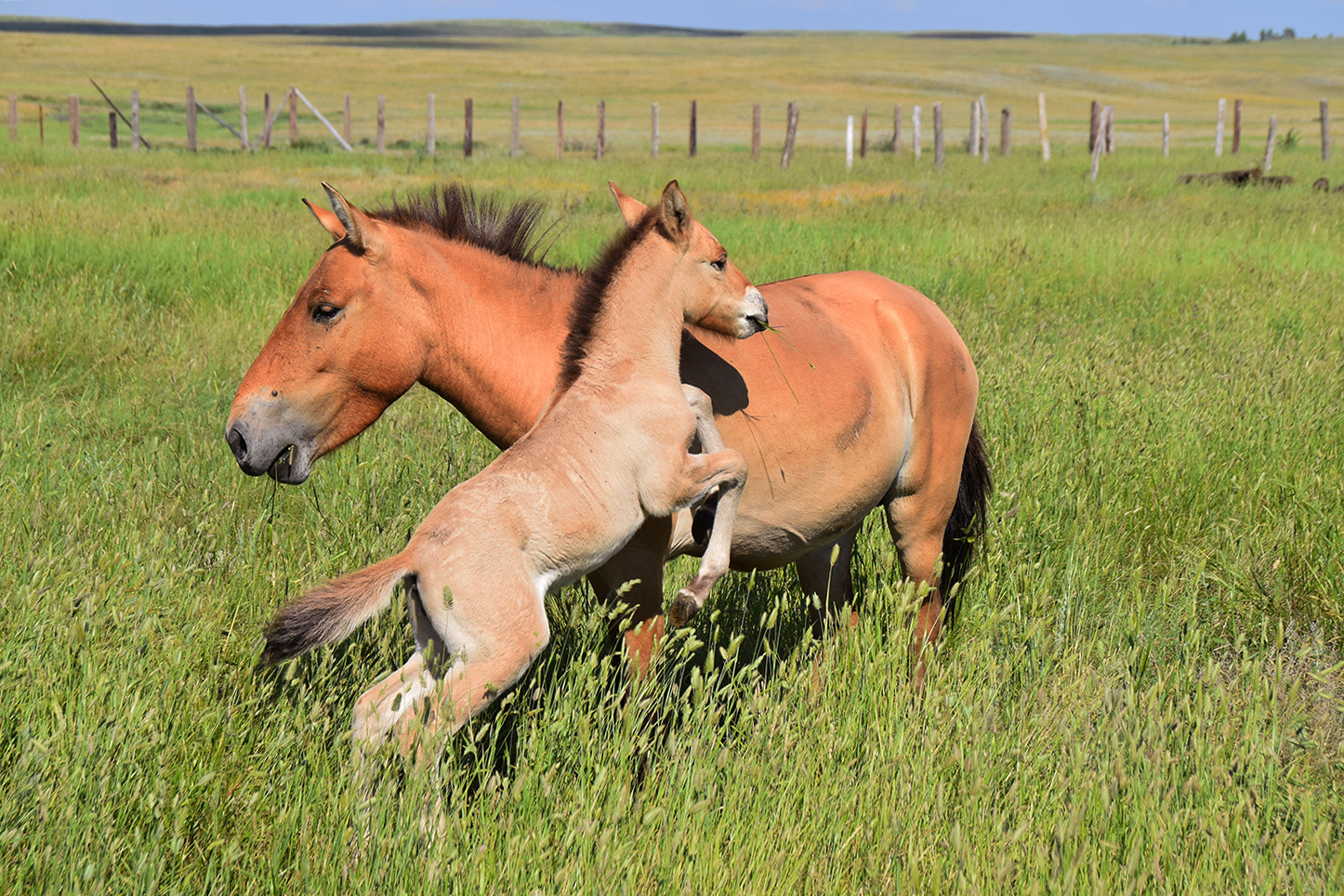 Первый жеребёнок лошади Пржевальского, родившийся в Оренбургских степях. Фото: Александр Чибилёв