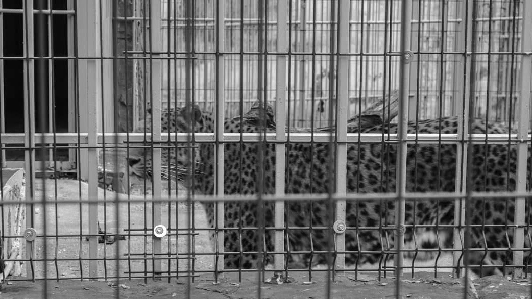 Жизнь в неволе. Фото: Чингис Горяев, участник фотоконкурса РГО «Самая красивая страна»