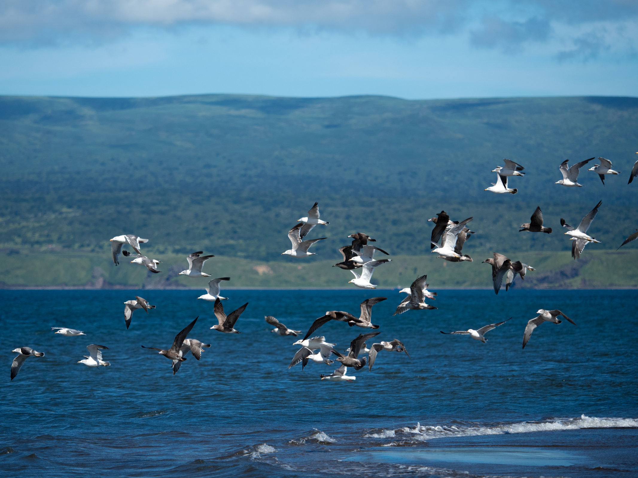 Стая птиц у побережья Итурупа. Фото: Анастасия Беляева