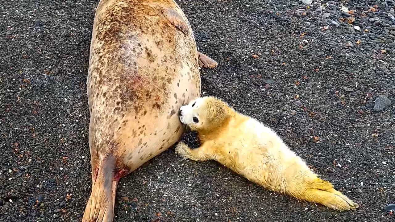 Кормление детёныша ларги. Кадр из видео. Автор: Игорь Катин