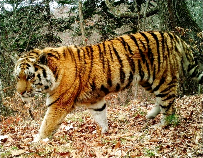Амурский тигр. Фото предоставлено ФГБУ ''Земля леопарда'' 
