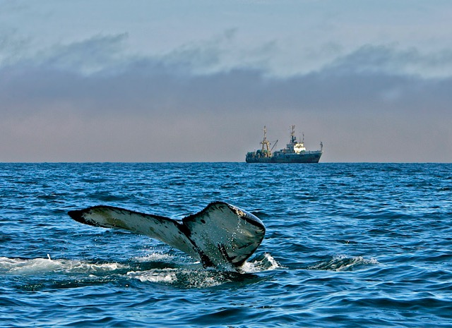Горбатый кит, Анадырский залив, 2005 г. Фото: Александр Бурдин