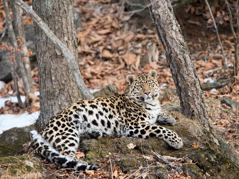 Леопардесса Бэри. Фото: Николай Зиновьев