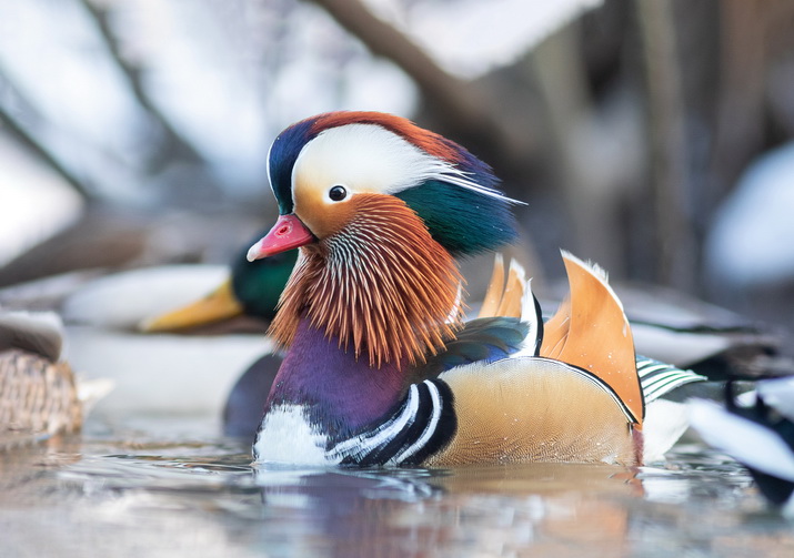 Мандаринка. Москва, 2022. Фото: Иван Добромыслов