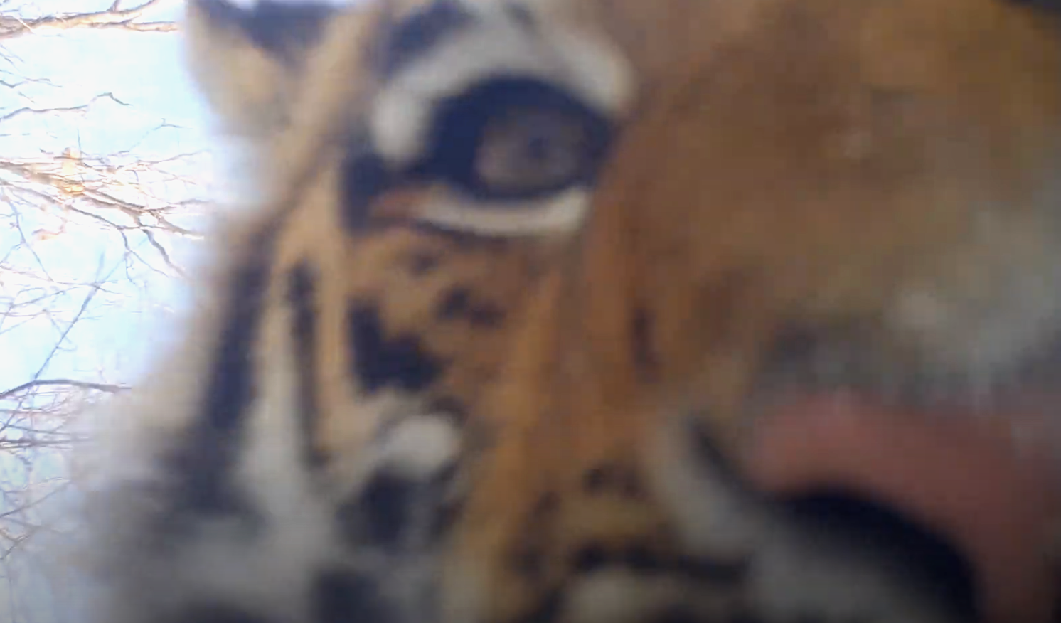 Кадр из видео с фотоловушки, установленной в национальном парке 