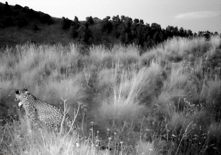 Самка переднеазиатского леопарда Лаба. Фото с фотоловушки Кавказского биосферного заповедника