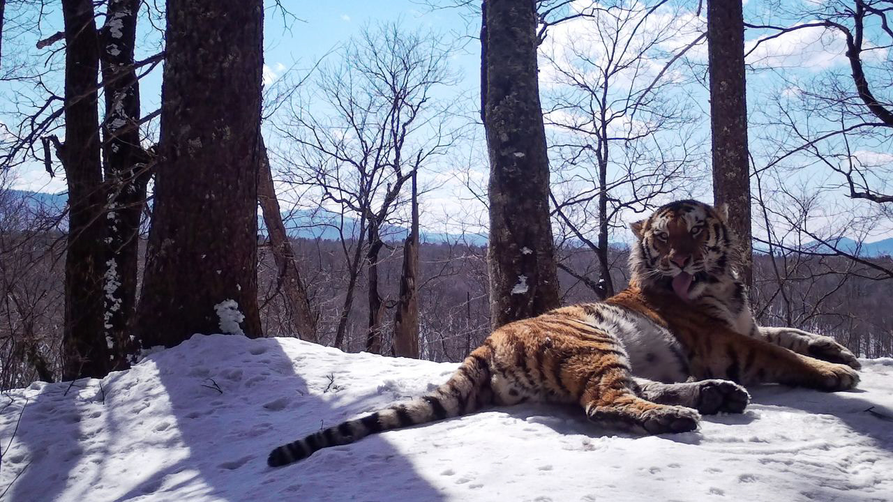 Тигр в национальном парке 