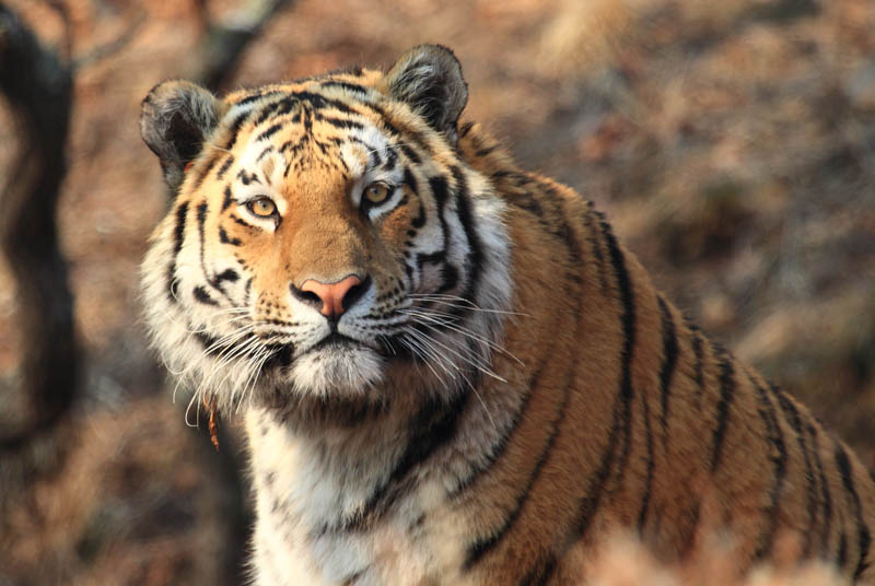 Тигрица с тигрятами (60 фото)