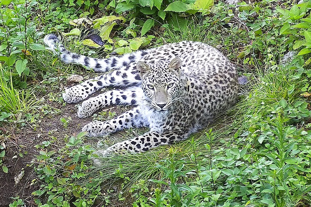 Фото предоставлено Центром восстановления леопарда на Кавказе