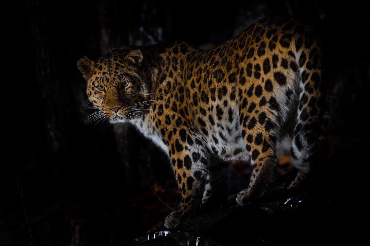 Дальневосточный леопард. Фото: Сергей Горшков