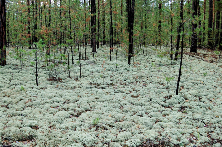 Фотография: Алексей Грибков