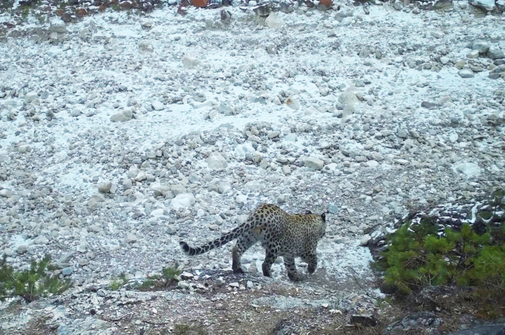 Первый цветной снимок переднеазиатского леопарда в Дагестане. Фото: Минприроды Республики Дагестан / Г. З. Курамагомедов 