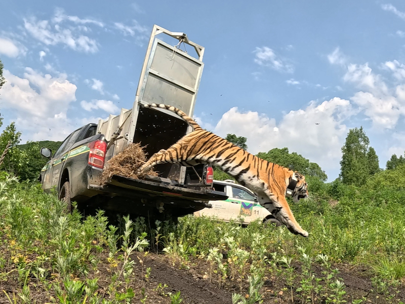 Молодая тигрица в момент выпуска её в дикую природу. Фото: центр 