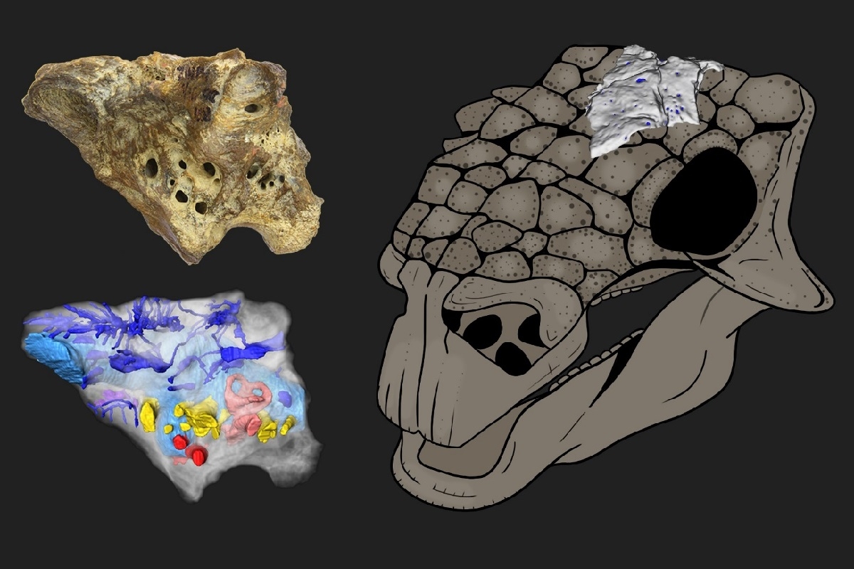 Реконструкция черепа анкилозавра Bissektipelta archibaldi и примерное положение изученного образца ZIN PH 1/16. Изображение с сайта spbu.ru, предоставлено авторами исследования