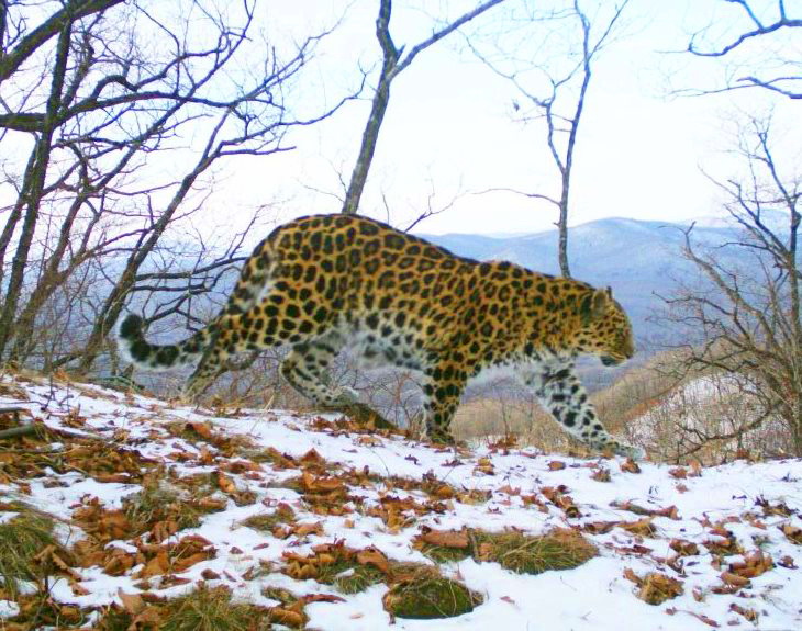 Один из безымянных леопардов - самка Leo 17F