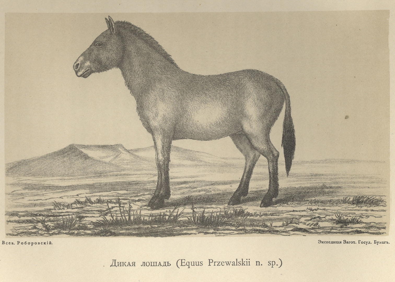 Архивный рисунок дикой лошади из экспедиции Пржевальского
