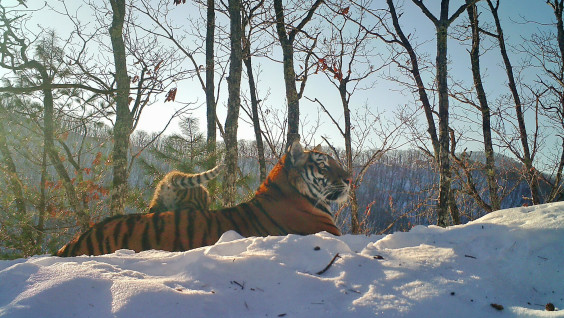 Мама нашлась: счастливый финал истории одинокого тигрёнка под Хабаровском