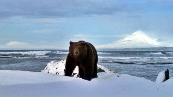 Spring in Kamchatka: the First Bear Left the Den in the Kronotsky Reserve