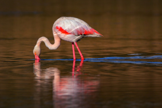 Как «верблюд моря» свил в Крыму гнездо: из жизни розовых фламинго
