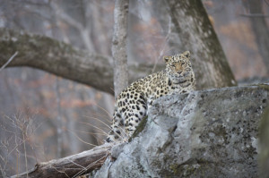 Amur leopard