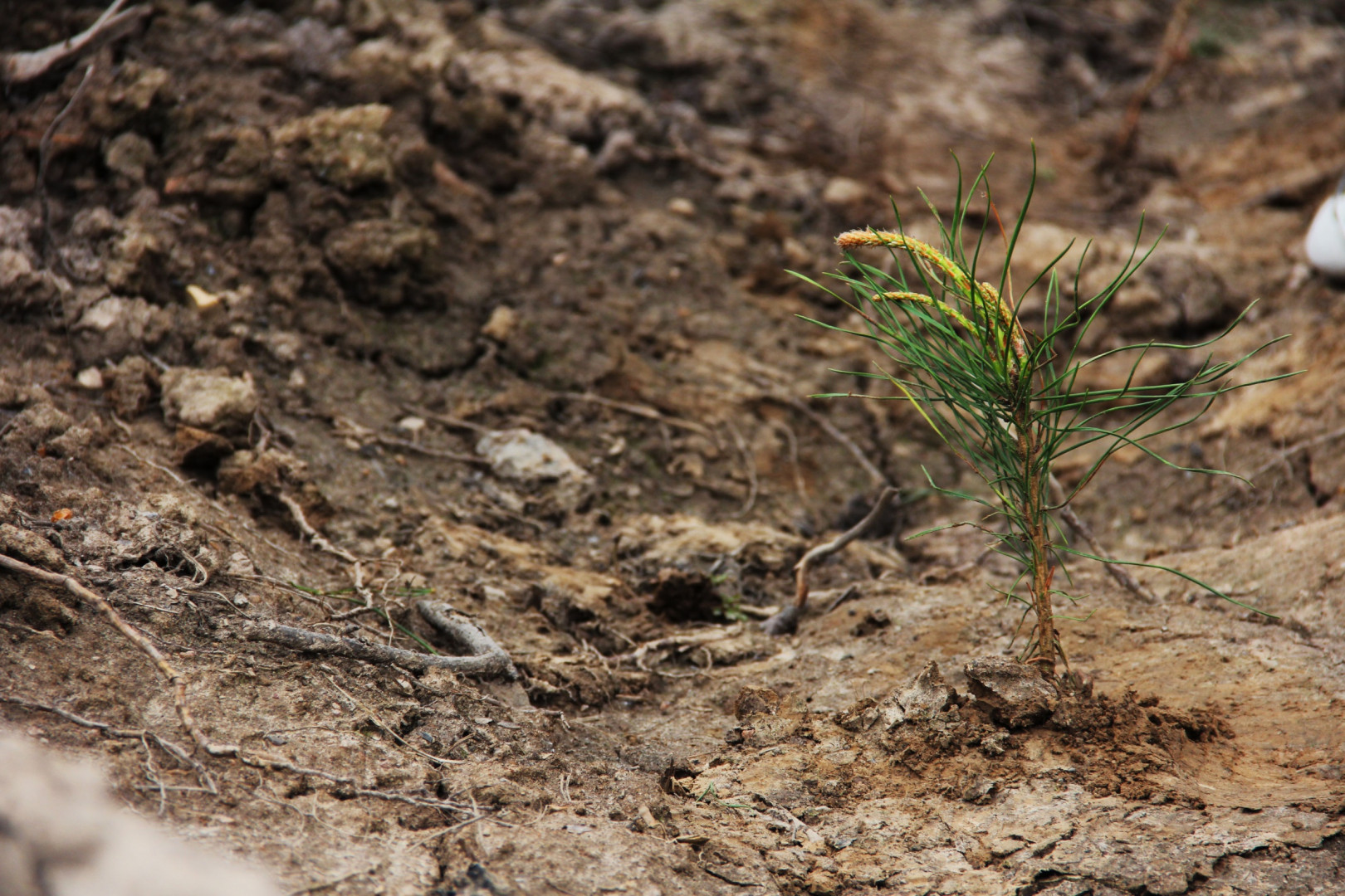 Фоторепортаж экологической акции «Посади дерево» (17 апреля 2014 года)