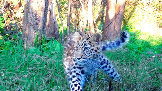 Спасённого в Приморье котёнка леопарда ждёт переезд