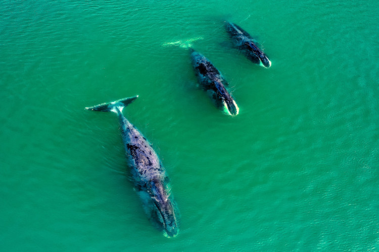 «Видят» ушами при помощи «дыни» в голове: пять интересных фактов, которые вы наверняка не знали о китах