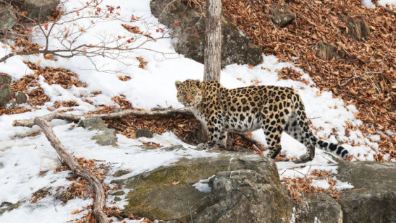 International Tiger Forum to Discuss Conservation of Amur Leopard