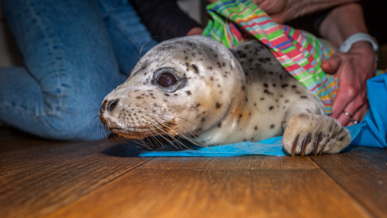 Little Seal Rescued in the Sikhote-Alin Reserve
