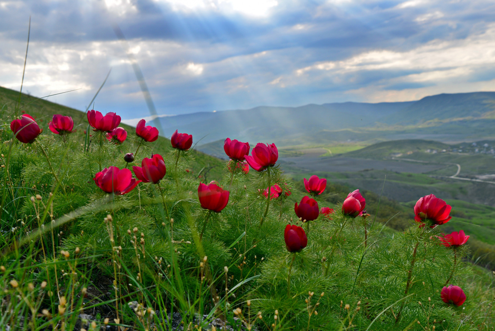 Крымские пионы