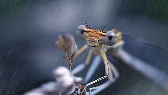 Количество наземных насекомых сокращается на суше, но увеличивается в воде