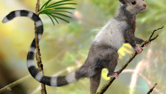 New Species of Ancient Mammals Found in Yakutia by Paleontologists