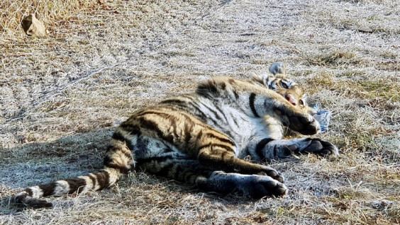 Амурский тигр Павлик застрелен браконьерами