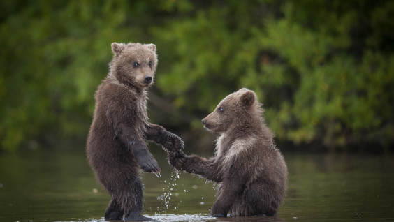 На Камчатке впервые в мире достоверно определят массу тела диких бурых медведей