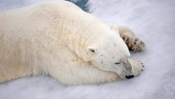 Polar Bears Left Belushya Guba Settlement on Novaya Zemlya