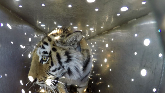 Тигрицу Санду выпустили в дикую природу в Приморье