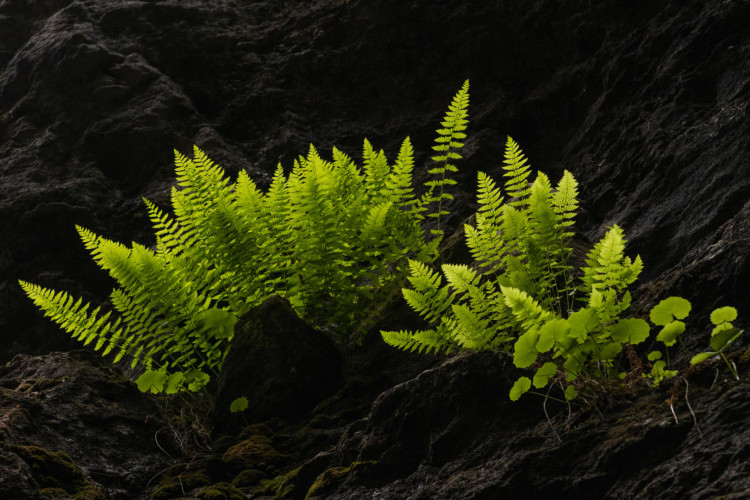 Папоротники, создающие атмосферу: роль древнего леса в истории Земли