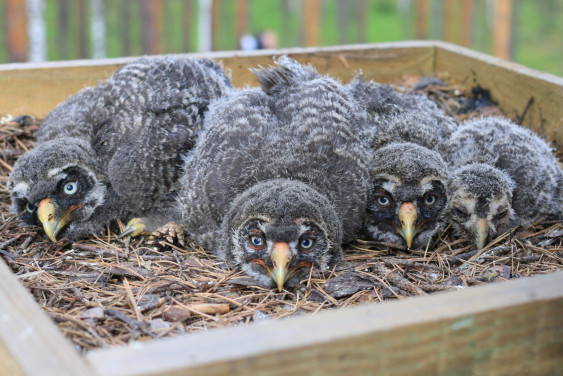 Домик для совы, или Тихое семейное счастье