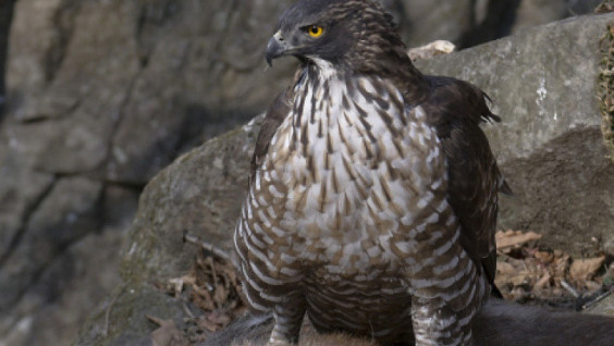 Rare hawk-eagle was caught on the camera of Sergey Gorshkov in the "Land of Leopard"