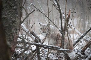 Lynx