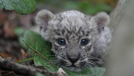 В Сочи представят проект по сохранению переднеазиатских леопардов