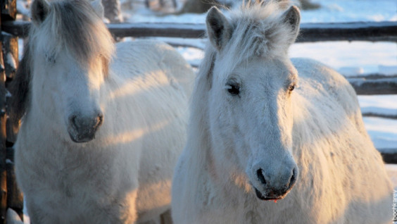 3000 km Horse Ride from Russia to Mongolia