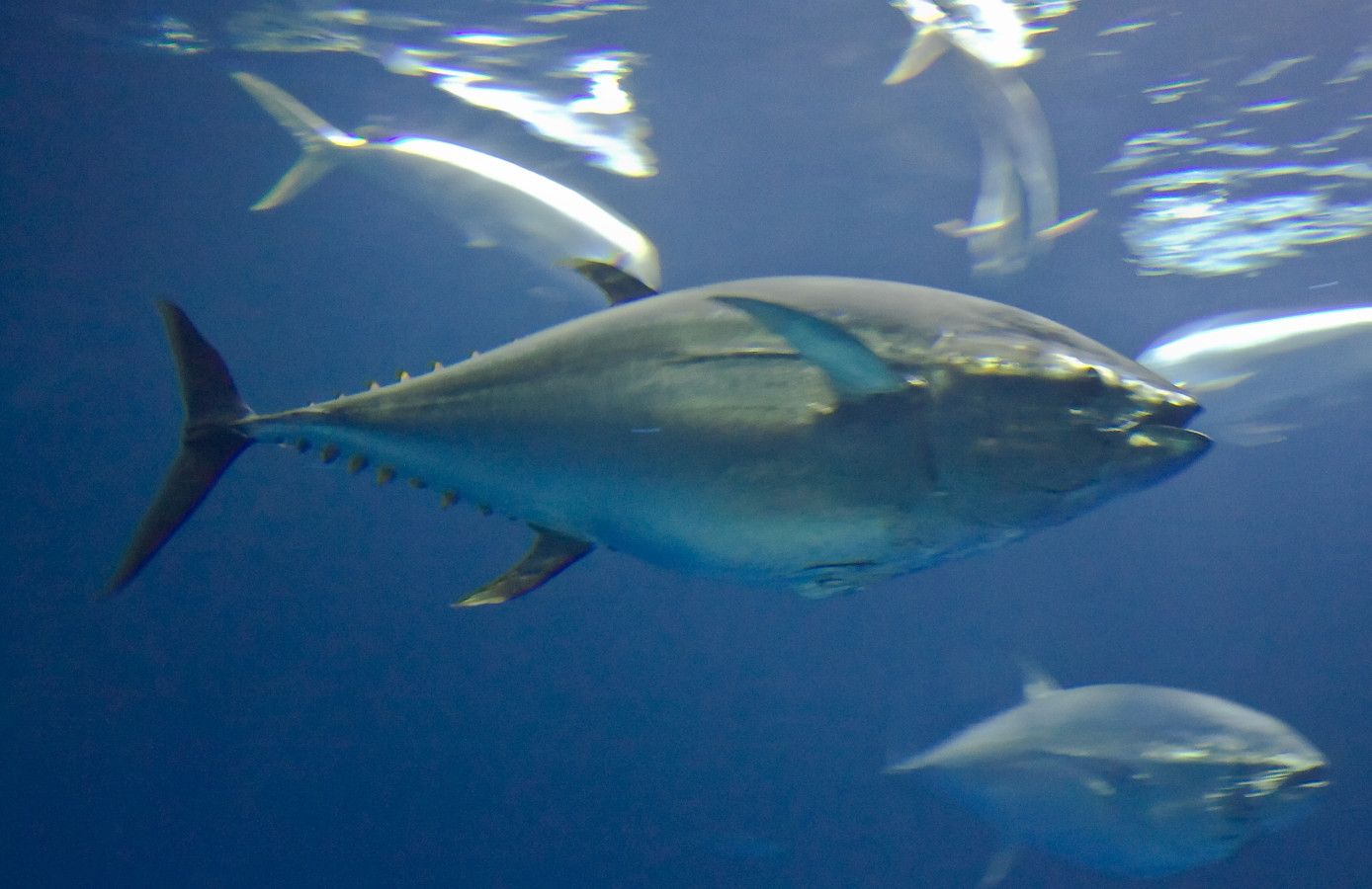 Thunnus orientalis Фото: Beth Hoffman/Creative Commons 